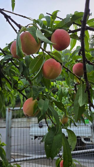 복주농장님의 자유주제 · 자유게시판 작성글 사진