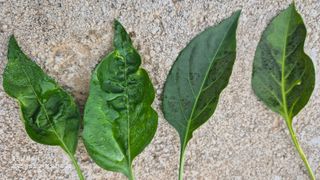 김진님의 자유주제 · 자유게시판 작성글 사진