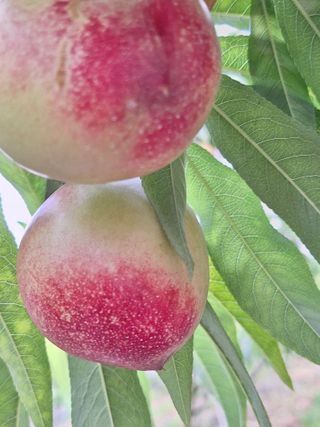 욕심내지말자님의 복숭아 · 자유게시판 작성글 사진