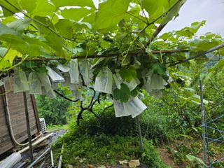 동동이님의 자유주제 · 자유게시판 작성글 사진