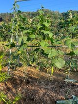 팜모닝 자유주제·자유게시판 게시글 이미지