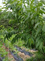 팜모닝 농사, 무엇이든 물어보세요!·참여글 게시글 이미지