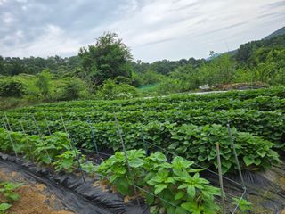 동동이님의 자유주제 · 자유게시판 작성글 사진