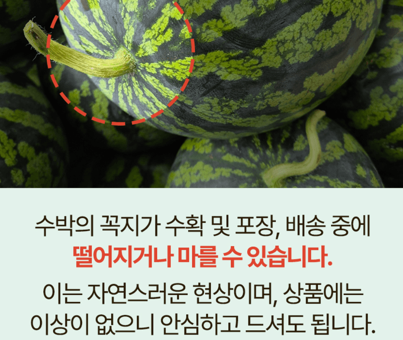 스피드번님의 장터 판매 상품 [(특가) 가정용 수박] 첨부 사진