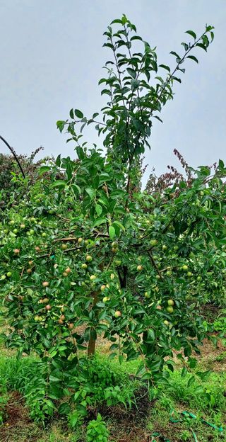 내장상동초보농부님의 자유주제 · 자유게시판 작성글 사진