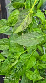 팜모닝 자유주제·자유게시판 게시글 이미지