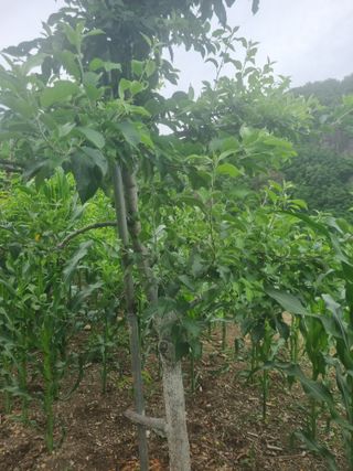 김용대님의 기타작물 · 자유게시판 작성글 사진