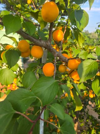 자연인님의 자유주제 · 자유게시판 작성글 사진