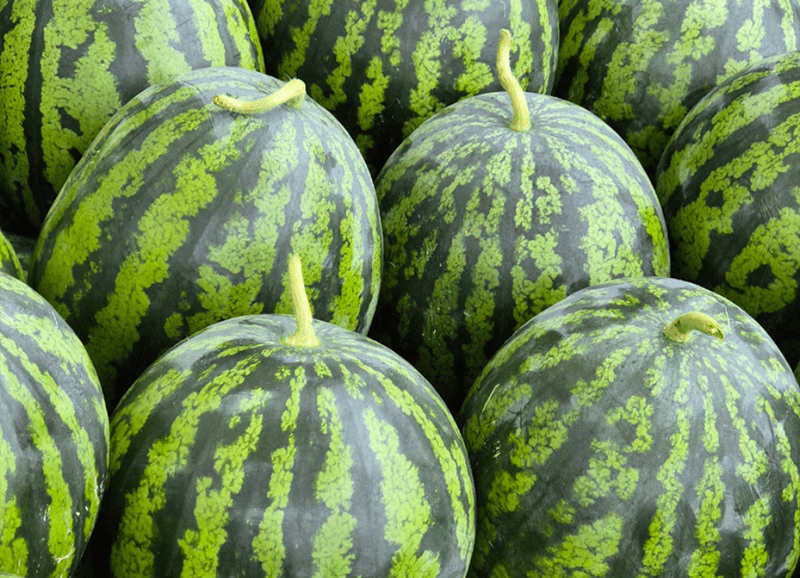 스피드번님의 장터 판매 상품 [(특가) 가정용 수박] 첨부 사진