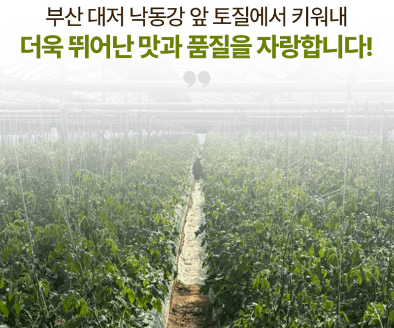 메종루엘님의 장터 판매 상품 [대저 대추방울토마토 ] 첨부 사진
