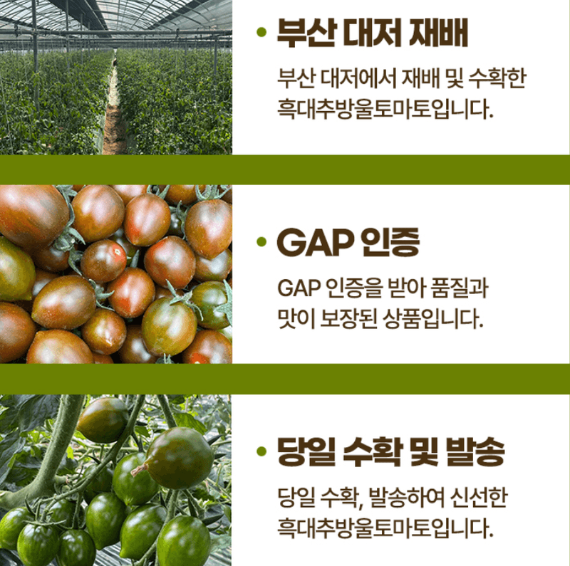 메종루엘님의 장터 판매 상품 [대저 대추방울토마토 ] 첨부 사진