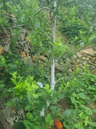 김용대님의 기타작물 · 자유게시판 작성글 사진