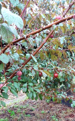 내장상동초보농부님의 농사, 무엇이든 물어보세요! · 참여글 작성글 사진