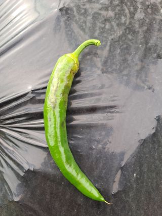 귀산촌님의 고추 · 병해충상담 작성글 사진