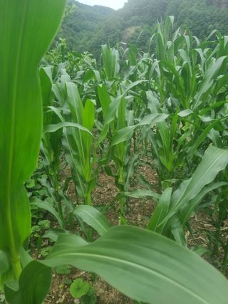 김용대님의 기타작물 · 자유게시판 작성글 사진