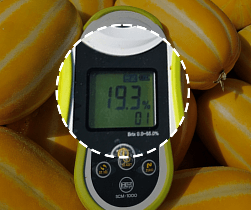 스피드번님의 장터 판매 상품 [[GAP] 성주 꿀참외] 첨부 사진