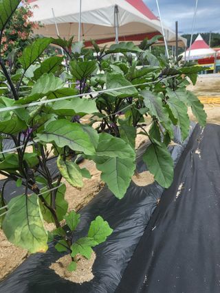 혜기농원(놀이터)님의 자유주제 · 자유게시판 작성글 사진