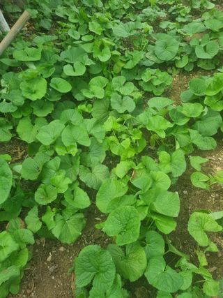 김용대님의 기타작물 · 자유게시판 작성글 사진