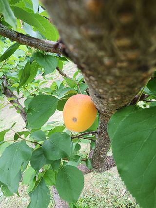 살구밭님의 기타작물 · 병해충상담 작성글 사진