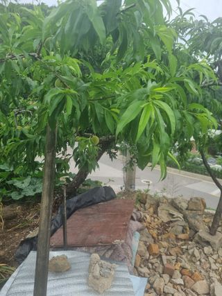 김용대님의 기타작물 · 자유게시판 작성글 사진