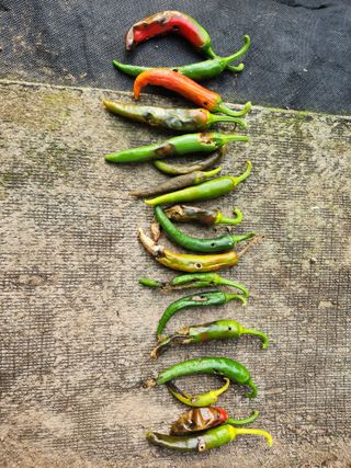 옥수수14683님의 자유주제 · 자유게시판 작성글 사진