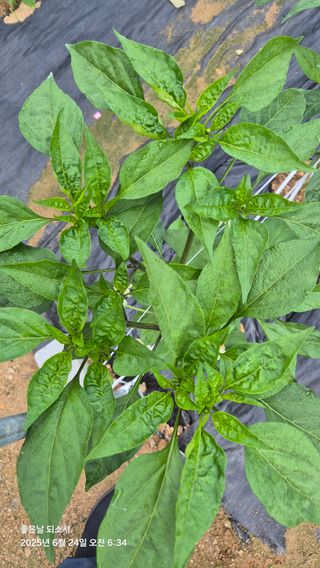 김진님의 자유주제 · 자유게시판 작성글 사진