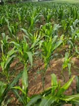 팜모닝 자유주제·자유게시판 게시글 이미지