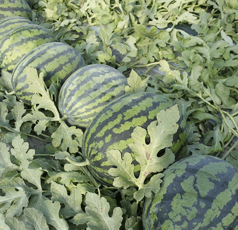 장터 상품 [(특가) 가정용 수박] 썸네일