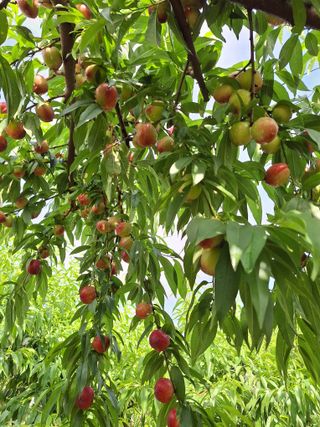 욕심내지말자님의 복숭아 · 자유게시판 작성글 사진