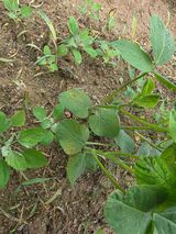 팜모닝 농사, 무엇이든 물어보세요!·참여글 게시글 이미지