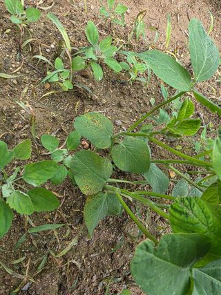 이병현님의 농사, 무엇이든 물어보세요! · 참여글 작성글 사진