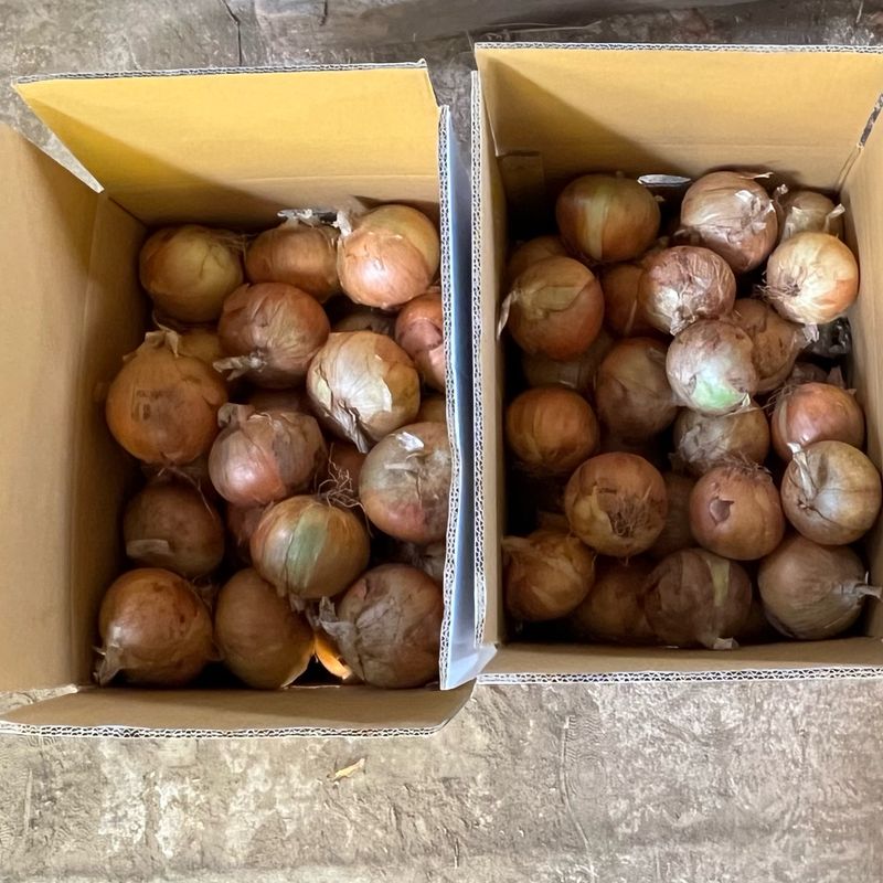 산들님의 장터 판매 상품 [[산지직송] 국내산 햇양파 13kg] 첨부 사진