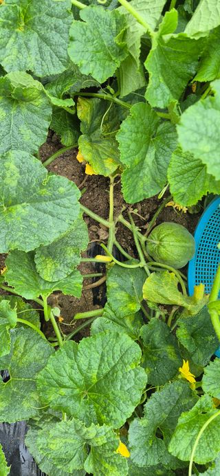 봉림동 태진농장님의 자유주제 · 자유게시판 작성글 사진