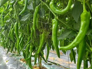 둥이농장(김준태)님의 자유주제 · 자유게시판 작성글 사진