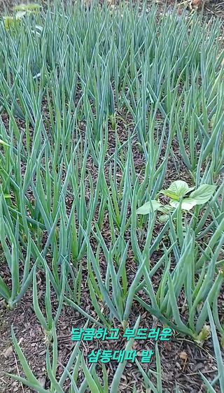 인생은 소풍처럼님의 자유주제 · 자유게시판 작성글 사진