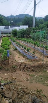 팜모닝 농사, 무엇이든 물어보세요!·참여글 게시글 이미지