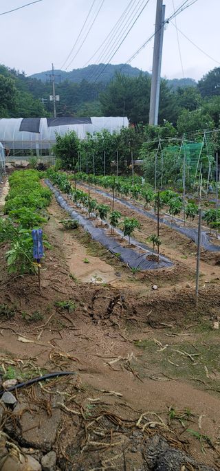 이남수진천님의 농사, 무엇이든 물어보세요! · 참여글 작성글 사진