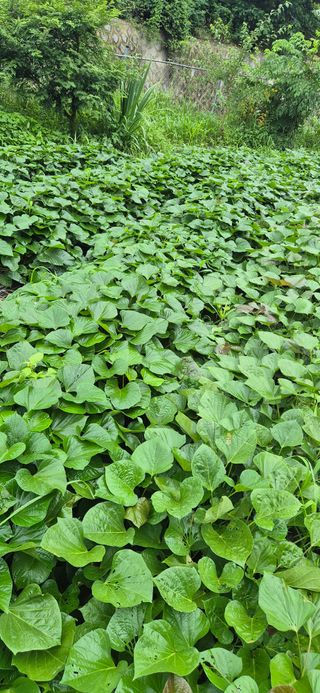 봉림동 태진농장님의 자유주제 · 자유게시판 작성글 사진