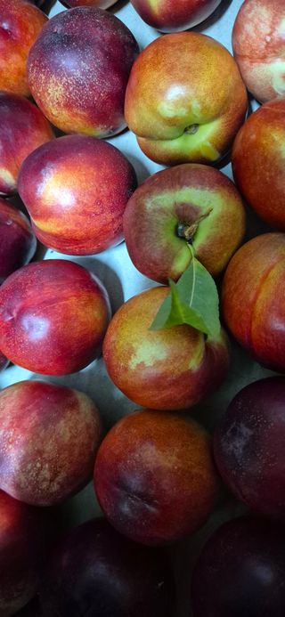 봉림동 태진농장님의 자유주제 · 자유게시판 작성글 사진