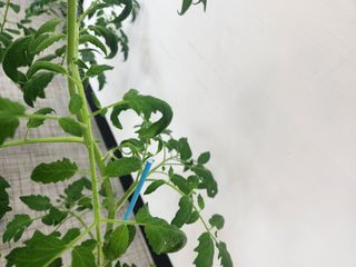 옥수수28061님의 농사, 무엇이든 물어보세요! · 참여글 작성글 사진