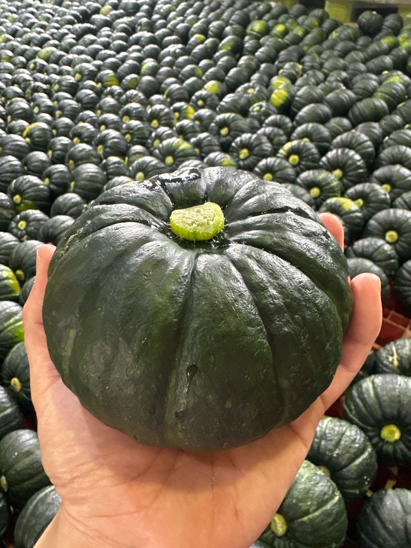 김훈님의 장터 판매 상품 [제주 미니단호박 보우짱] 첨부 사진
