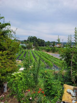 (어울림)님의 자유주제 · 자유게시판 작성글 사진