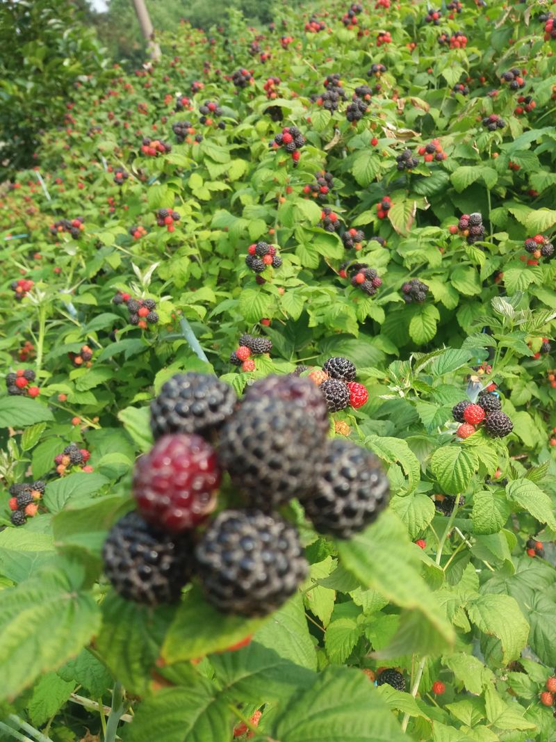 장터 상품 [가시 복분자 판매합니다] 썸네일