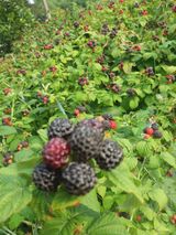 팜모닝 · 게시글 이미지