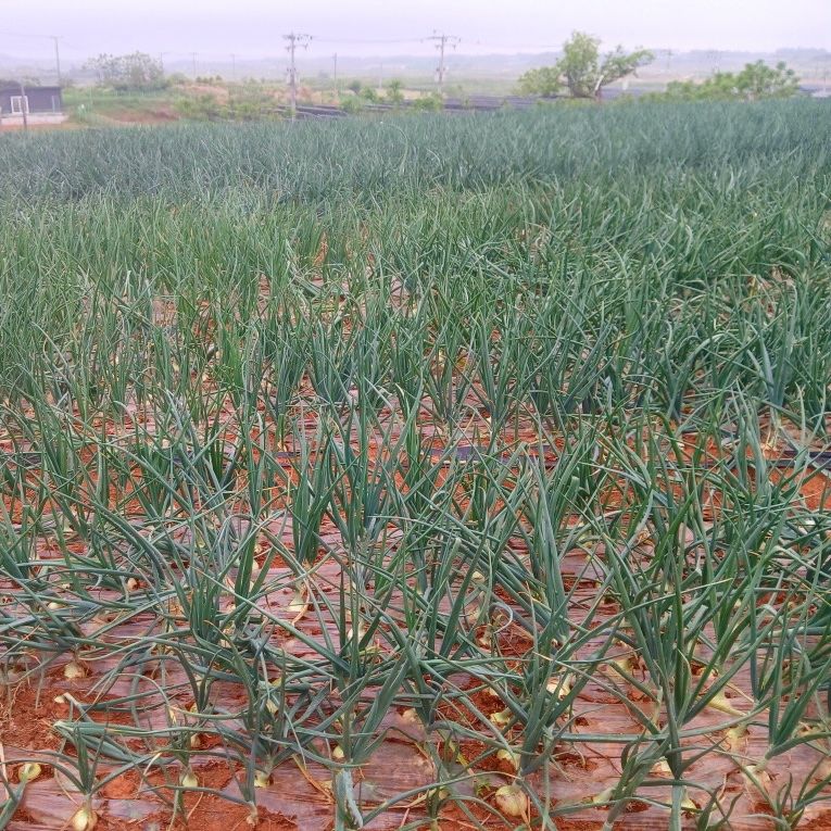 산들님의 장터 판매 상품 [[산지직송] 국내산 햇양파 13kg] 첨부 사진