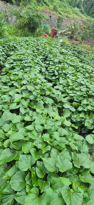 봉림동 태진농장님의 자유주제 · 자유게시판 작성글 사진