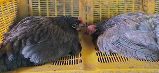 봉림동 태진농장님의 자유주제 · 자유게시판 작성글 사진