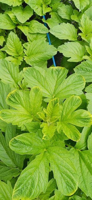 산골마님님의 자유주제 · 자유게시판 작성글 사진