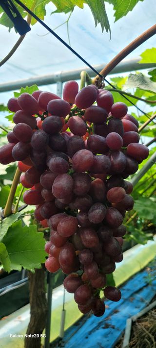 서대산향수님의 자유주제 · 자유게시판 작성글 사진