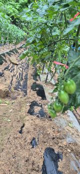 팜모닝 자유주제·자유게시판 게시글 이미지